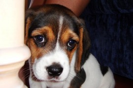 Odie
